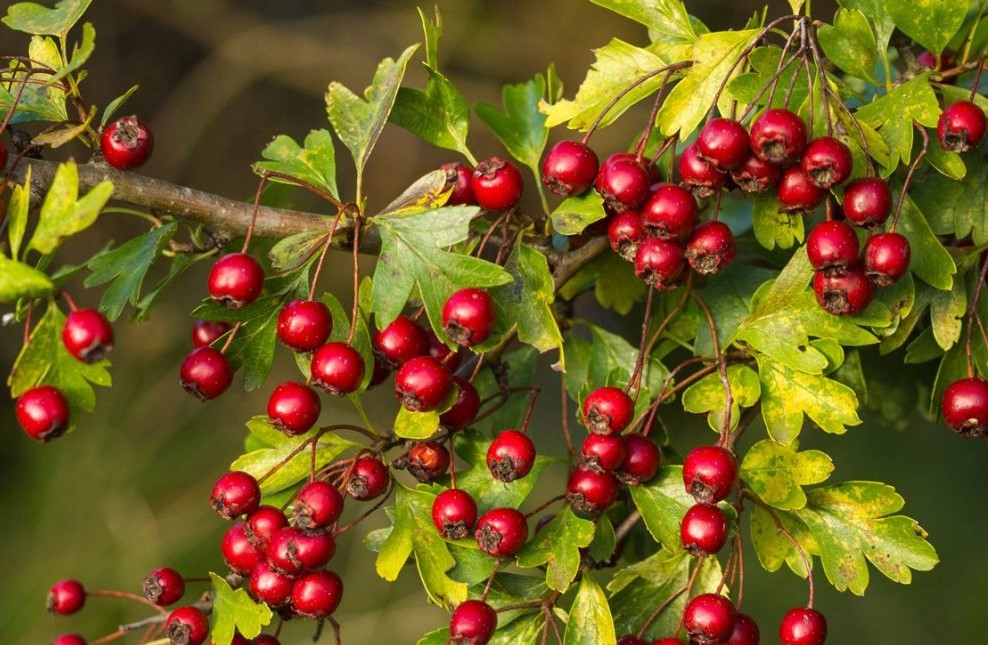 Organic Ivan Tea - Fermented Rosebay Willowherb Tea with Hawthorn Berries, 50g / VEGAN
