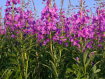 Organic Ivan Tea - Fermented Rosebay Willowherb, 35g / VEGAN